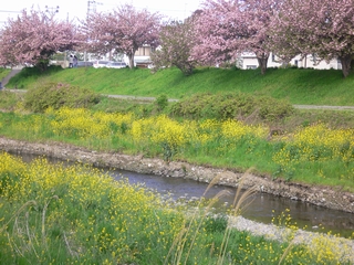 ０９０４　八重桜と菜の花.jpg