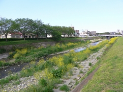 ０９０４　河辺の菜の花.jpg