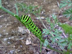 キアゲハの幼虫