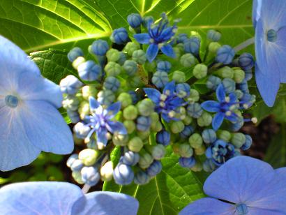 木場公園　アジサイ 062.jpg