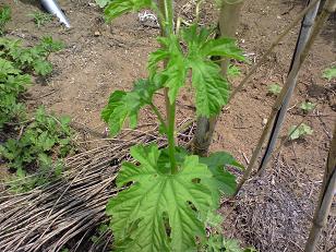 にがうり(ゴーヤ)