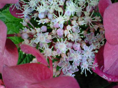 木場公園　ガクアジサイ