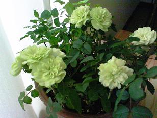 グリーンアイス