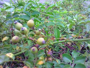 テリハノイバラ