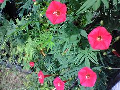 ハゴロモルコウソウ(叔母の家) 昔、農村にも咲いていました。懐かしい花