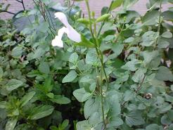 ハーブ？(歩道の植え込み)