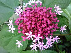 7/28ボタンクサギ(歩道の植え込み)