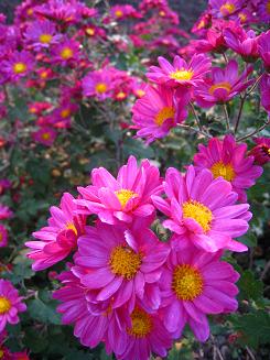 菊２.JPG