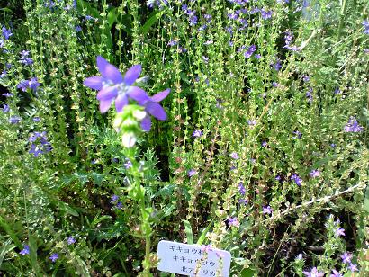 キキョウソウ.jpg