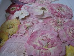 バラの押し花.JPG