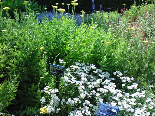 木場公園 ハーブ.jpg