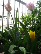 オランダのチューリップ.JPG