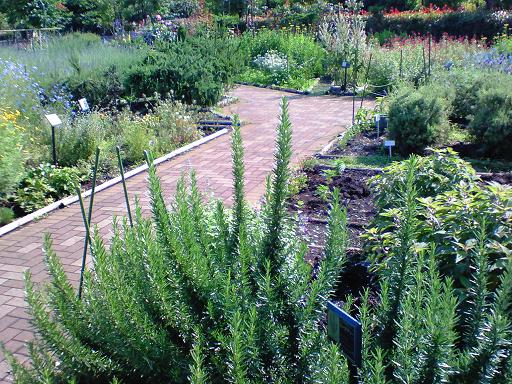 木場公園　ハーブ