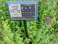 オレガノ.jpg