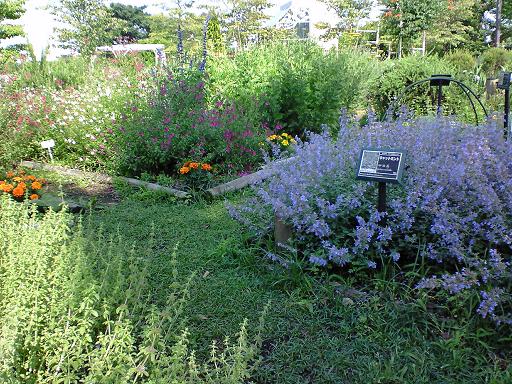 木場公園　ハーブ