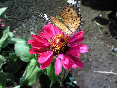 蝶々お花に着陸～♪