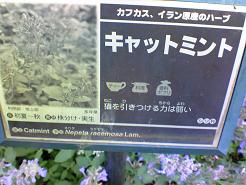 キャットミント.jpg