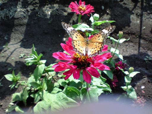 ツマグロヒョウモン