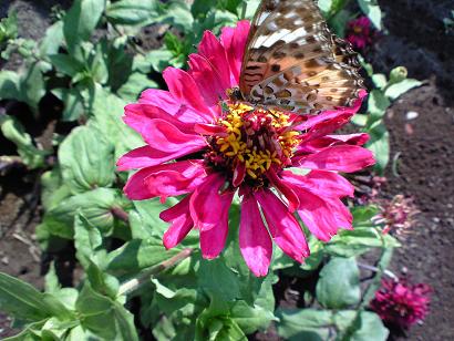 ツマグロヒョウモン