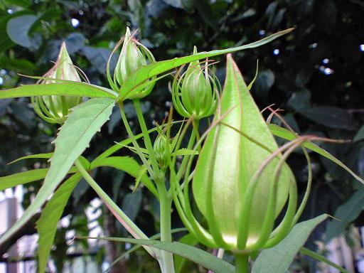 モミジアオイ蕾