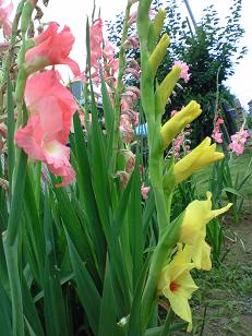 グラジオラス.jpg