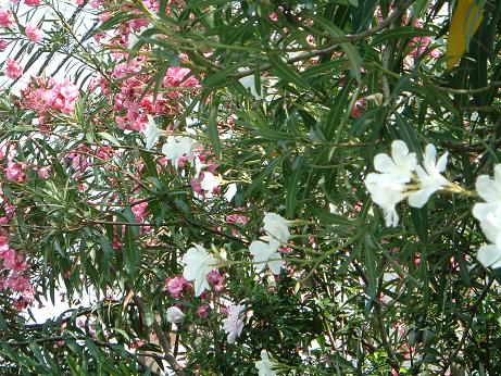 8/20キョウチクトウ(歩道の植え込み)