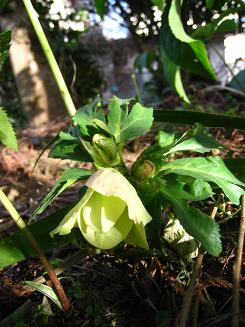 クリスマスローズ