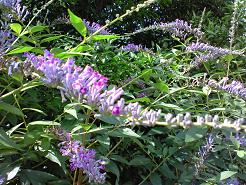 ブッドレア？繁殖力が強い