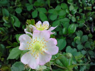 ノイバラ 003.jpg