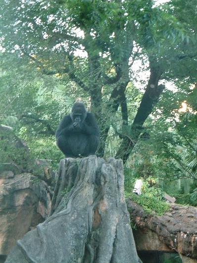 上野動物園　ゴリラ
