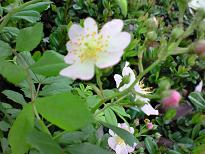 ノイバラ 002.jpg