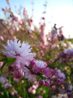 庭桜