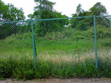 ノイバラ 006.jpg