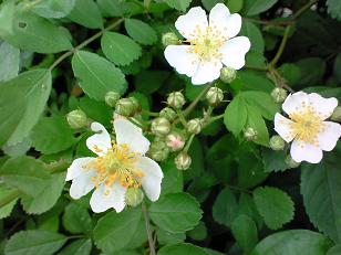 ノイバラ 004.jpg