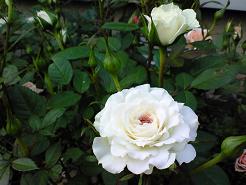 ロイヤルホワイト