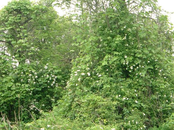 ノイバラ 022.jpg