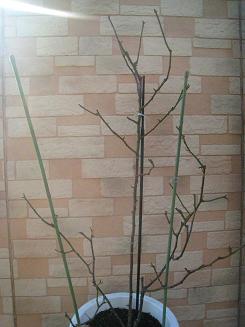 グラハムトーマス剪定 2/20