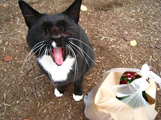 ホワイトソックス