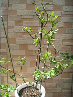 グラハム・トーマスの新芽 3/17