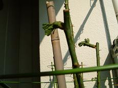 フェリシテ・パルマンティエ(3/17)