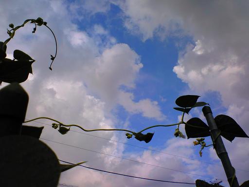 インゲンのツルと空.jpg