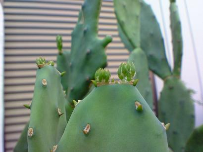 サボテン　２.jpg