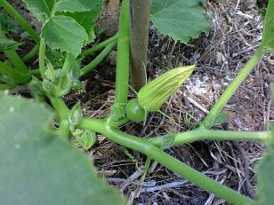 坊ちゃんかぼちゃ(雌花).jpg