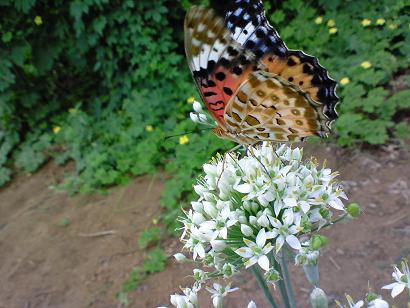 ニラの花＆ツマグロヒョウモン♀