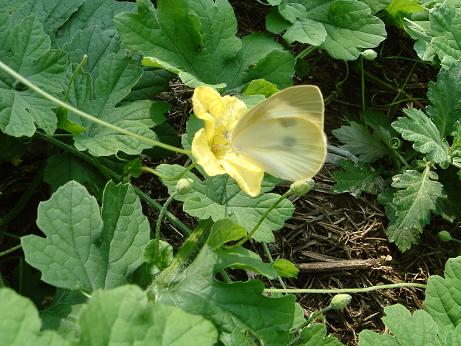 ゴーヤの花＆黄色っぽいモンシロチョウだね～