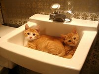 猫が　詰まってる