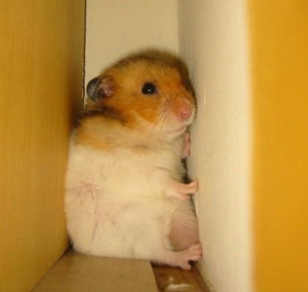 忍者ハムスタ－