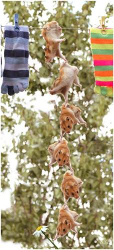 ぐりとぐら！？