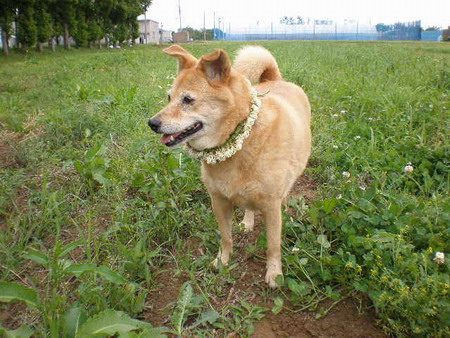 花の首飾り.jpg