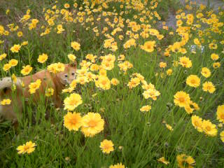 お花畑のミルチャン（３）